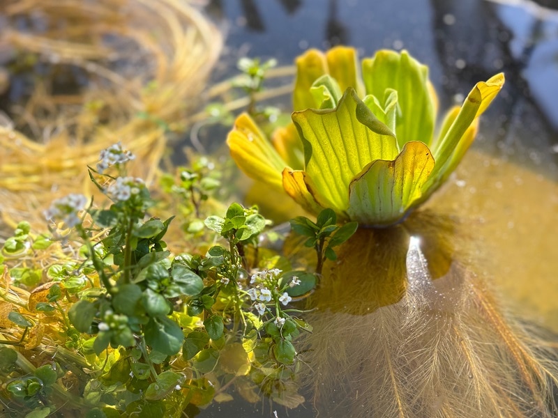 Heat tolerant flowers